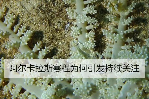 阿尔卡拉斯赛程为何引发持续关注